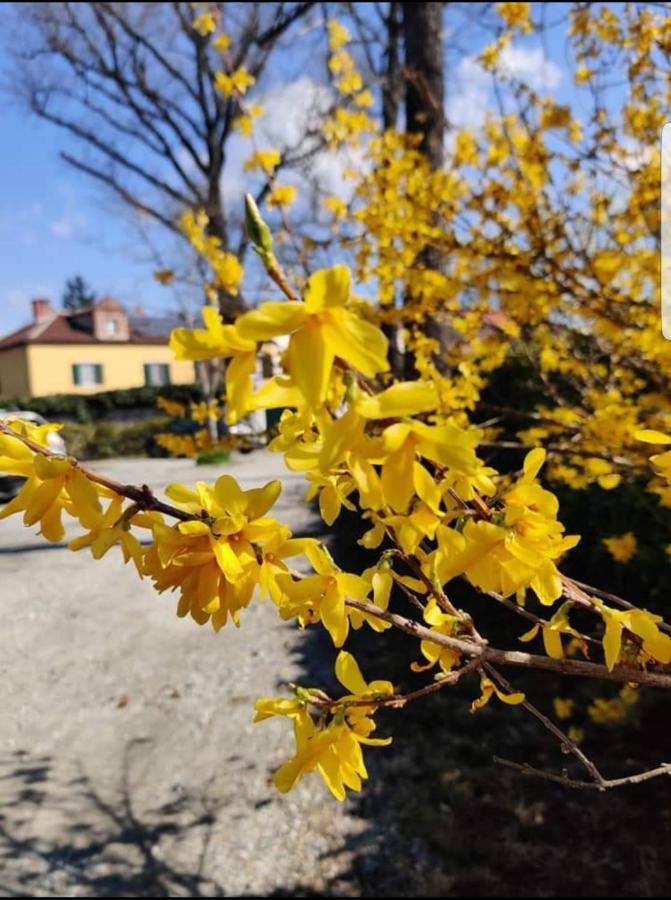 Bed&Breakfast Villa Camilla Ивреа Экстерьер фото